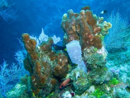 066 Reef with Yellowtail Damselfish and Squirrelfish IMG 5855